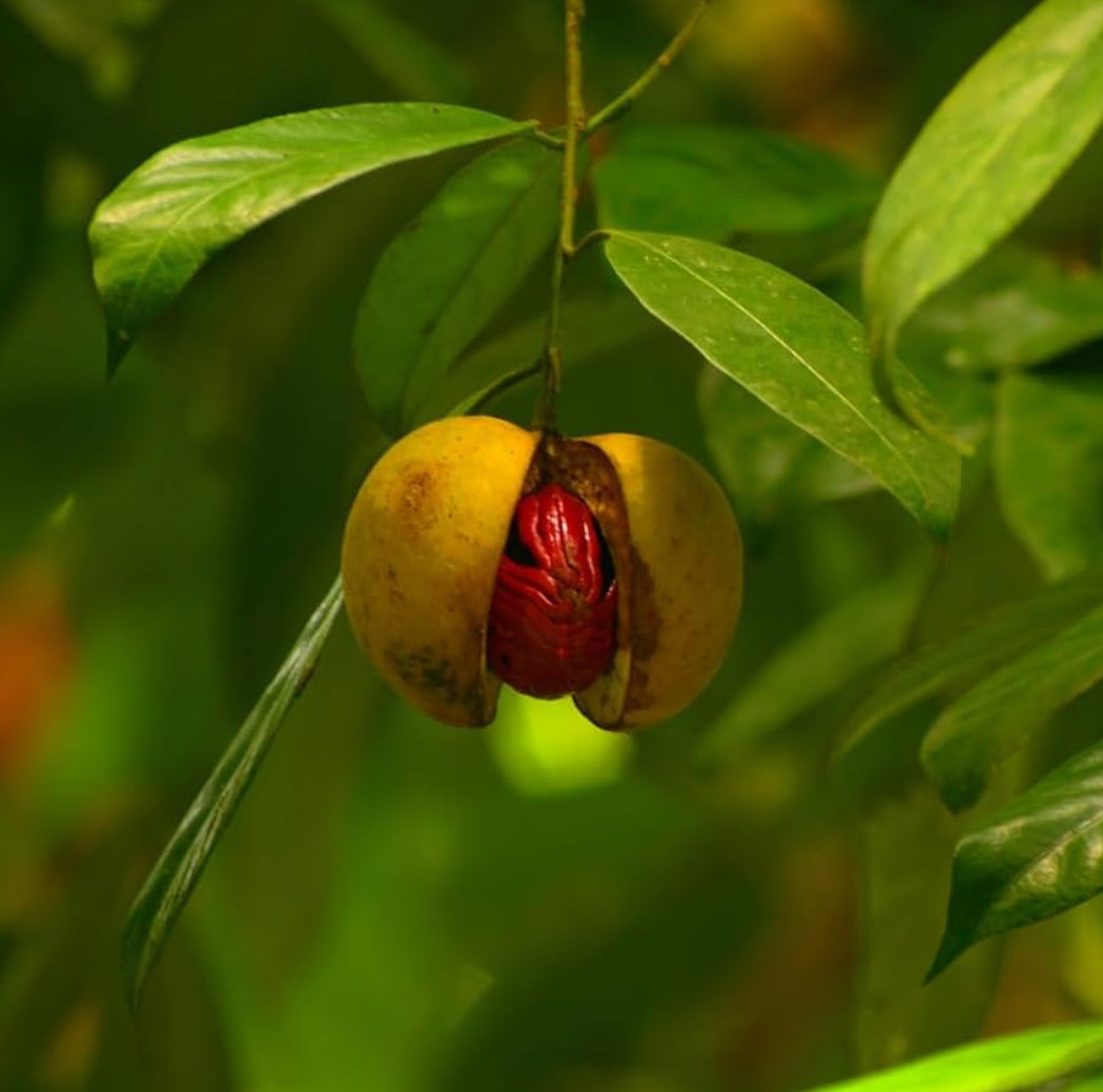 *PRE-ORDER* Nutmeg Preserve (Organically Grown | Single Origin | Farm to Table)