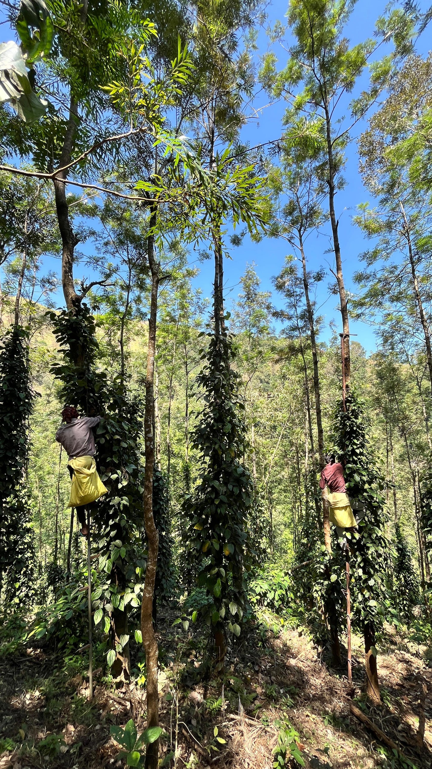 *PRE-ORDER* Tellicherry Black Pepper (TGEB) (Organically Grown | Single Origin | Farm To Table)