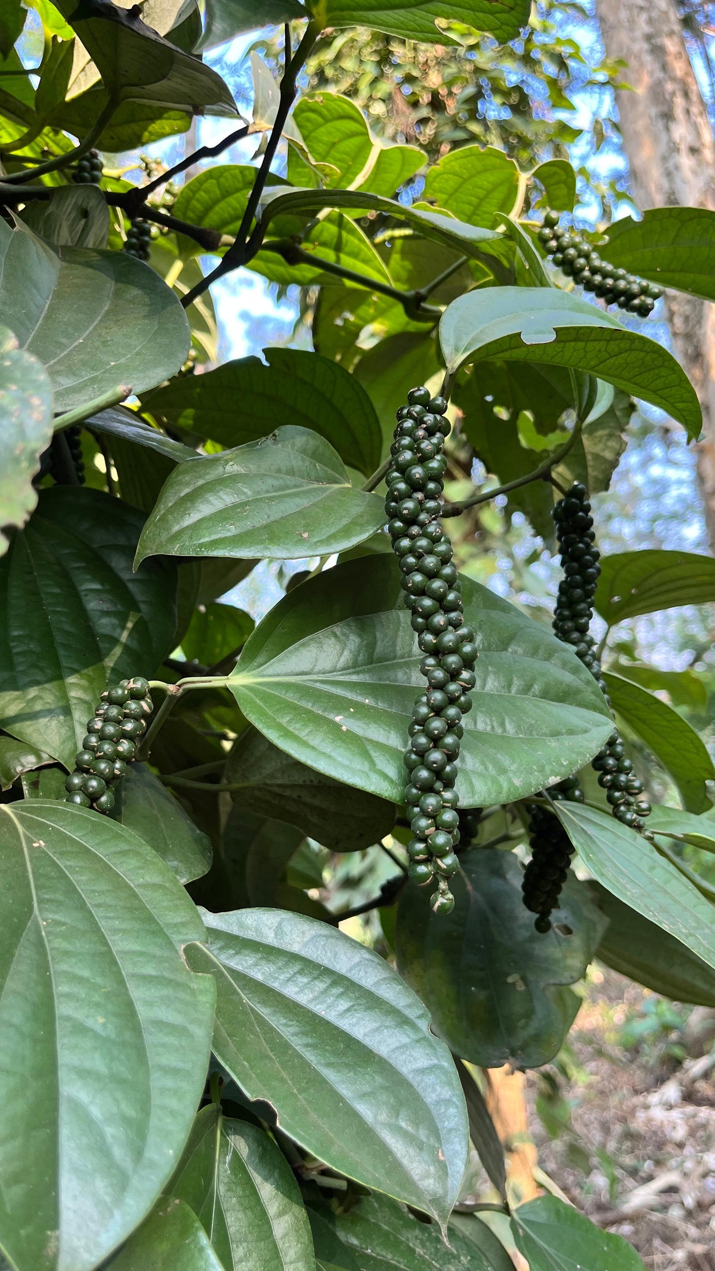 *PRE-ORDER* Tellicherry Black Pepper (TGEB) (Organically Grown | Single Origin | Farm To Table)